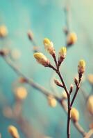 Fresh flower buds bloom on branches against a soft blue backdrop in early spring, showcasing nature's renewal photo