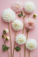 Beautiful arrangement of pink and white dahlias on a pastel pink background showcasing nature's elegance and photo