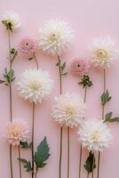 Beautiful arrangement of pink and white dahlias on a pastel pink background showcasing nature's elegance and photo
