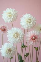 Beautiful arrangement of pink and white dahlias on a pastel pink background showcasing nature's elegance and photo