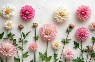 Beautiful bouquet of pink and white dahlias arranged in an artistic pattern on a light background showcasing photo