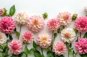 Beautiful bouquet of pink and white dahlias arranged in an artistic pattern on a light background showcasing photo