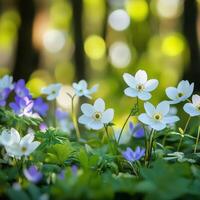 White wildflowers bloom in a sunny forest setting during spring, capturing the delicate beauty of nature in full photo