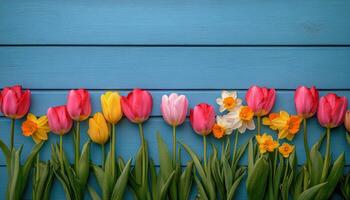 Colorful arrangement of tulips and daffodils on blue wooden background showcasing springtime beauty and photo