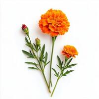Bright yellow marigold flower with two unopened buds and green leaves arranged on a white background showcasing photo