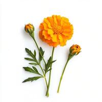 Bright yellow marigold flower with two unopened buds and green leaves arranged on a white background showcasing photo