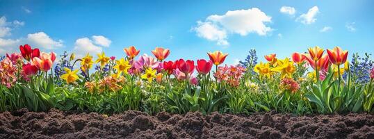 Vibrant flower garden in full bloom under a bright blue sky with fluffy clouds during spring season photo