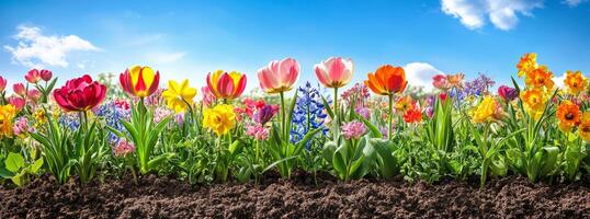 Vibrant flower garden in full bloom under a bright blue sky with fluffy clouds during spring season photo