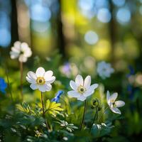 White wildflowers bloom in a sunny forest setting during spring, capturing the delicate beauty of nature in full photo