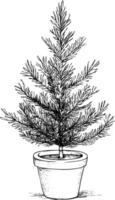 Black and white sketch of a potted evergreen tree illustration. vector