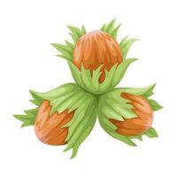 Illustration of Corylus americana, also called American hazelnut, isolated on white background. vector