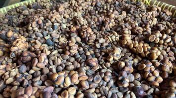 Close-up of civet droppings used in unique process of making Kopi Luwak coffee video