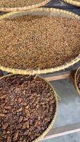 Close-up of civet droppings used in unique process of making Kopi Luwak coffee video