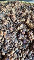 fechar-se do civeta excrementos usava dentro único processo do fazer kopi luwak café video