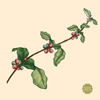 vektor coffee tree trunk vector