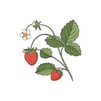 Strawberry illustration on white background vector