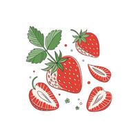 Strawberries and leaves are shown in this illustration vector