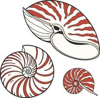 Nautilus shell icon vector