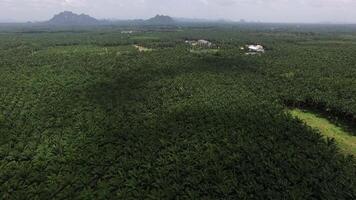 Aerial View of Palm Plantation with Faded Mountains in Krabi video