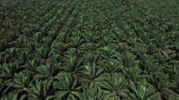 Aerial View of Palm Plantation with Faded Mountains in Krabi video