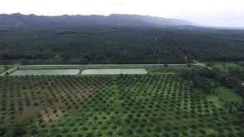 Aerial View of Palm Plantation with Faded Mountains in Krabi video