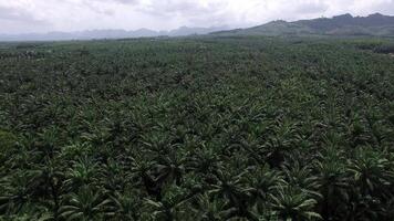 Aerial View of Palm Plantation with Faded Mountains in Krabi video