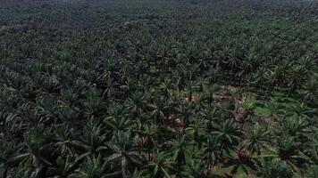 Aerial View of Palm Plantation with Faded Mountains in Krabi video
