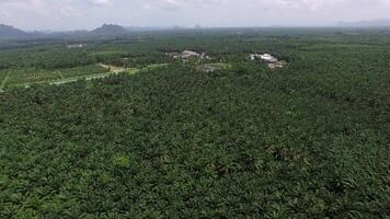 Aerial View of Palm Plantation with Faded Mountains in Krabi video