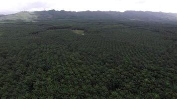 Aerial View of Palm Plantation with Faded Mountains in Krabi video