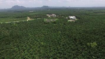 Aerial View of Palm Plantation with Faded Mountains in Krabi video