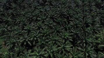 Aerial View of Palm Plantation with Faded Mountains in Krabi video