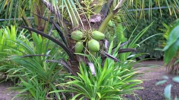 coconut tree, Cocos nucifera is a member of the palm tree family, Arecaceae and the only living species of the genus Cocos. video