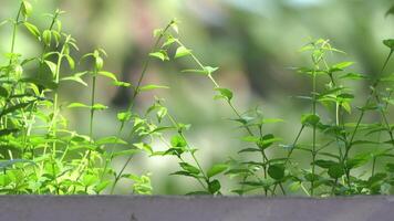 The Base of cement wall on the top side for set up product package on it with branch and leaf tree in shunshine day. video