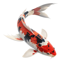 koi fish with flowing fin illustration transparent background image png