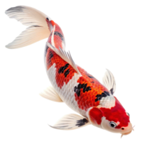 koi fish swimming pose transparent background image png