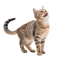 Beautiful cat looking up Transparent background image png