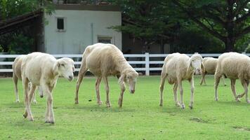 Sheep are seen strolling in a row on a glass field with a white wood fence in the backdrop on a sunny day. video