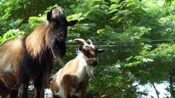 Two mountain goats are depicted standing above the mountain s base, with a sling line and a background of green trees. video