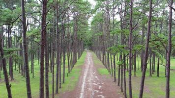 Pine trees grow nice and tidy in lines with equal spaces between lines in the pine trees forest. video