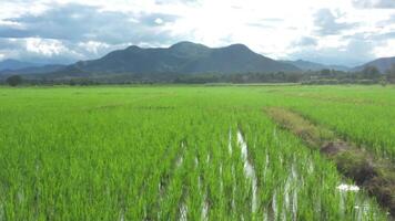 Panoramic Wild view of Paddy Rice field, Mountain and Sky with Cloud. This is the environment of the Thailand agriculture countryside. video