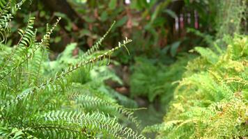 Focusing on the fern leaf with blur abundant garden with small river pool in it. video