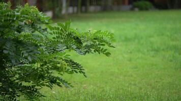 Small Tree is the foreground positioning in front of Big Tree Background. It s after the falling rain. video