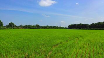 Organic Farming Paddy Rice Field from the Drone view fast forward through the field with the blue sky background in Thailand. video