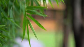 Close up to Bamboo Leaf and Branch in the after of the rain with blur background. video