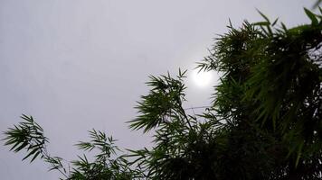 Static and No Movement Silhouette Bamboo tree shape with out wind with sun background at the background. video