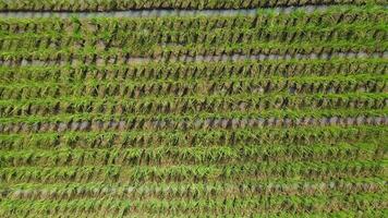 Organic Farming Paddy Rice Field from the Drone view, it flies over around the rice field area in the open sky day, Uthai Thani province, Thailand. video