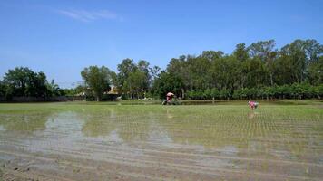 wide angle of Professional agriculture vehicle machine transplant rice in section angle horizontal in the line at a paddy field in the open sky day. video