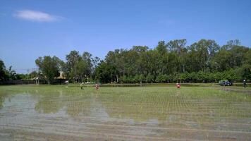 Time-lapse farmers and worker Transplant rice in paddy rice field with an agriculture vehicle machine is on the process together. video
