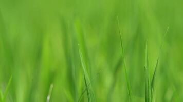 Close up to the beautiful Green paddy rice field view for background. video