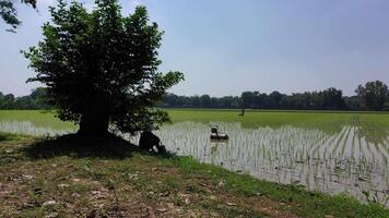 Farmer drives machine to destroy leader weed and grass in paddy rice field and disk, cultivate, or loosen the soil to support the root of rices. video